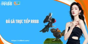 Đá Gà Trực Tiếp RR88 - Bám Sát Trận Đấu Theo Nhịp Thực